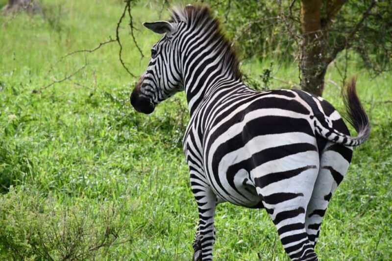 Kampala: 3-Day Lake Mburo National Park Safari - The Sum Up