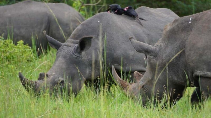 Kampala: 3-Day Murchison Falls National Park Safari - A Deep Dive into the Safari Experience
