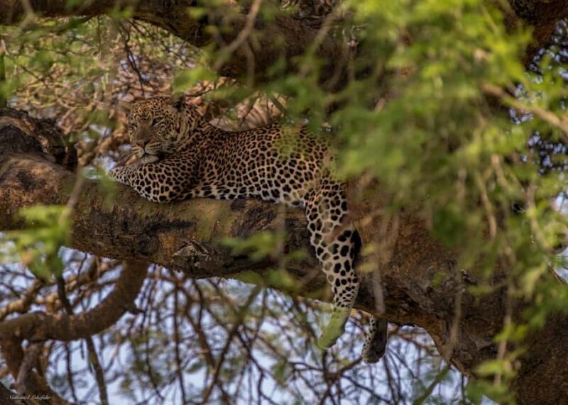 Kampala: 3-Day Murchison Falls National Park Safari - Key Points