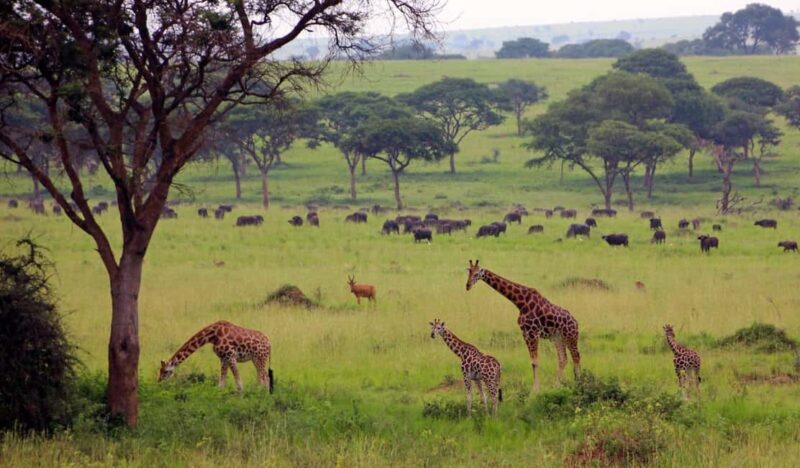 Kampala: 3-Day Murchison Falls National Park Safari - Introduction: Who Should Consider This Safari?