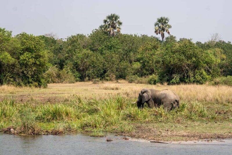 Kampala: 3-Day Murchison Falls National Park Safari - What Makes This Tour Stand Out?