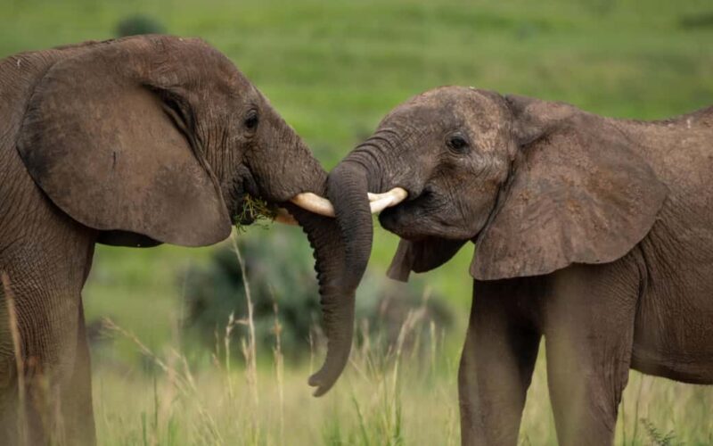 Kampala: Murchison Falls Safari with Nile Cruise & Rhinos - Key Points