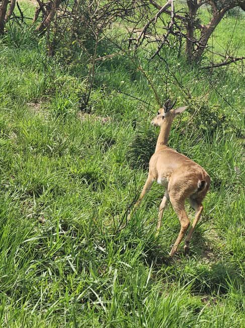 Kampala: Murchison Falls Safari with Nile Cruise & Rhinos - Starting Your Journey: From Kampala to Murchison Falls