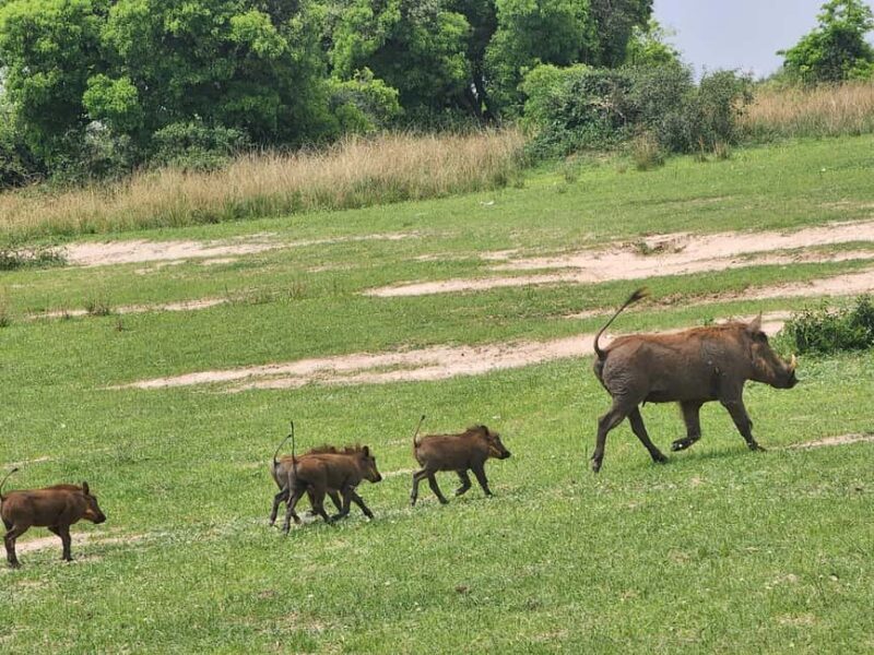 Kampala: Murchison Falls Safari with Nile Cruise & Rhinos - Practical Tips for Travelers