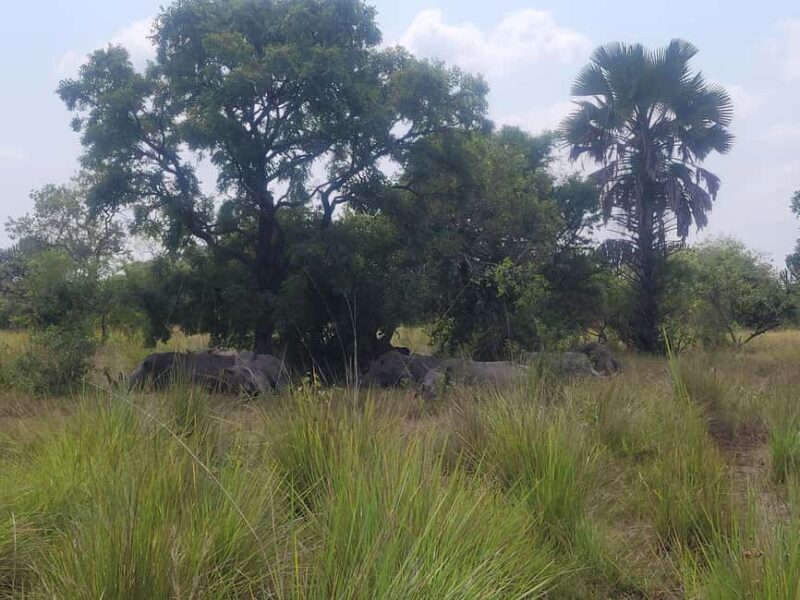 Kampala: Ziwa Rhino trekking tour with Pick up & drop off - Key Points