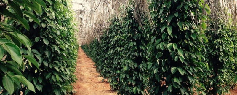 Kampot Day Trip to Pepper Farm, Temple and Salt Field , etc - Final Thoughts