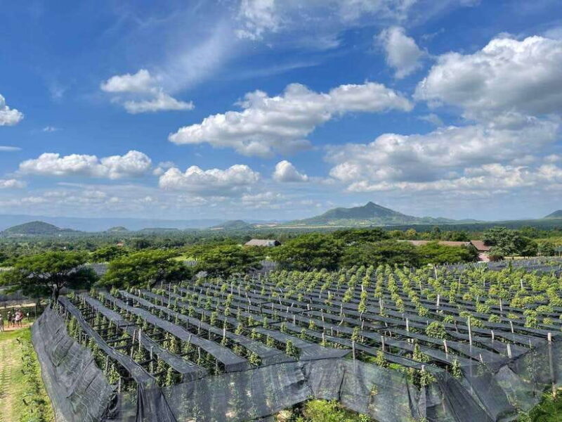 Kampot Pepper Farm, Salt Fields, Crab Market from Phnom Penh - Who Will Enjoy This Tour?