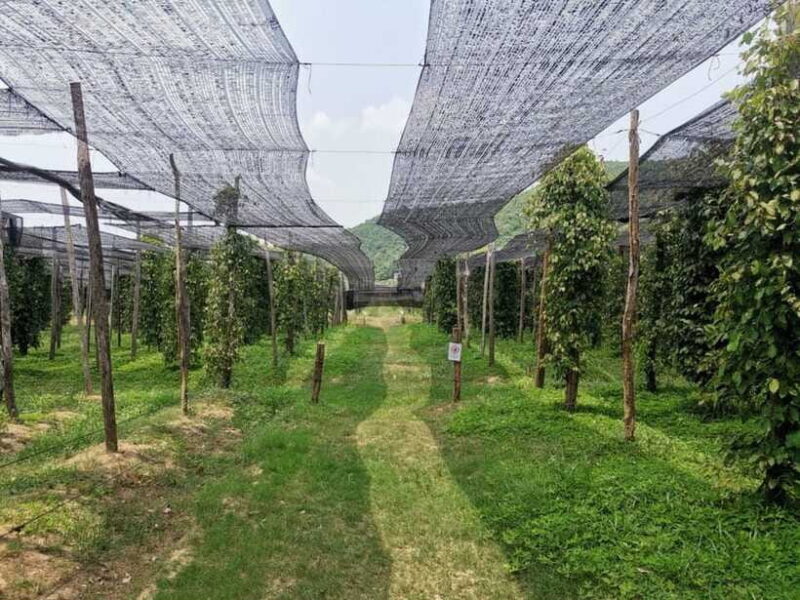 Kampot Pepper Farm Tour: Salt Fields, La Plantation & Cave - Final Thoughts