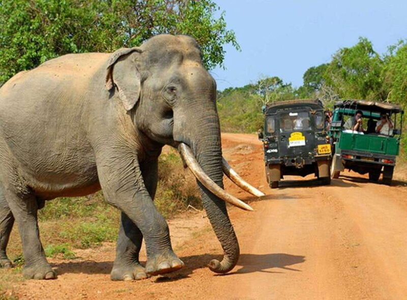 Kandy: 4-Day Sri Lanka Full Circle Private Tour To Colombo - FAQ