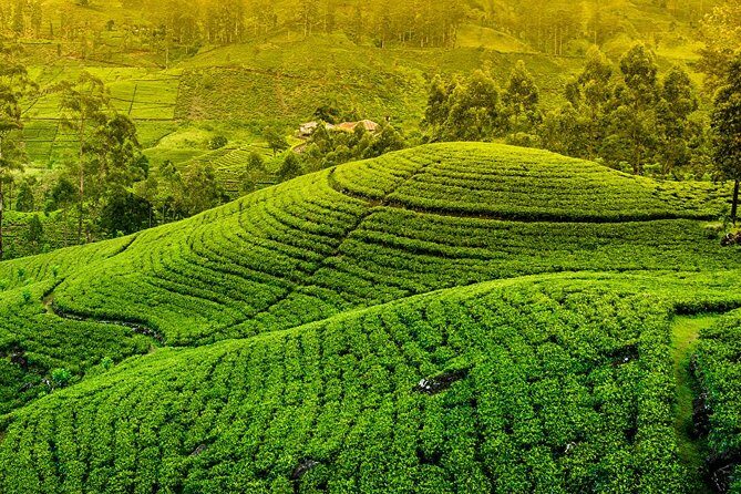 Kandy and Pinnawala Private Day Tour from Colombo - Exploring the Itinerary in Detail