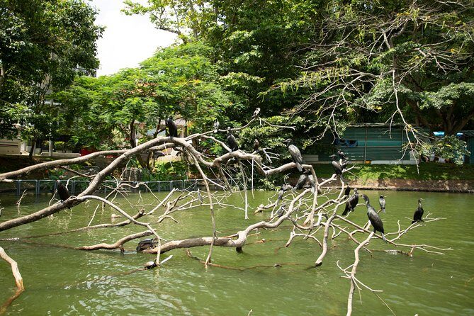 Kandy City Day Tour with a verified tour guide - Key Points