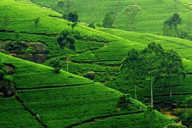 Kandy City Tour - FAQ