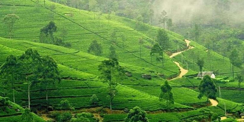 Kandy & Nuwara Eliya: 2-Day Tour! - The Bottom Line