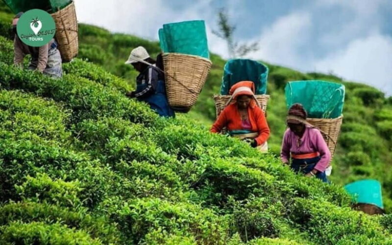 Kandy: Nuwara Eliya Day Explore by Tuk tuk with Local Guide - Authentic Experiences and Traveler Feedback