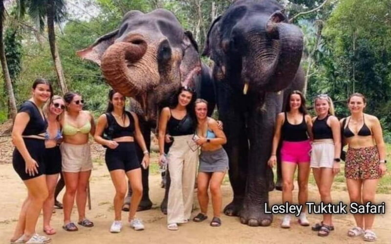 Kandy : Pinnawala Elephant Safari Tour with Kandy City Tour - An In-Depth Look at the Pinnawala Elephant Safari & Kandy City Tour