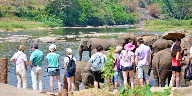 Kandy Pinnawala full day tour from Bentota and Kalutara - Pinnawala Elephant Orphanage: Up Close with Gentle Giants