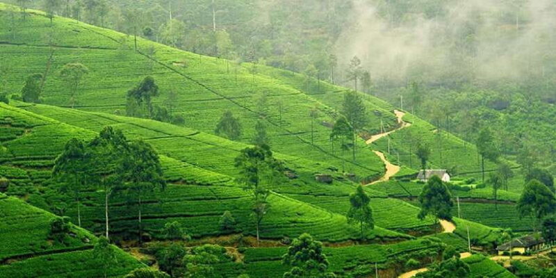 Kandy Pinnawala full day tour from Bentota and Kalutara - Kandy City Tour & Shopping: Local Flavor