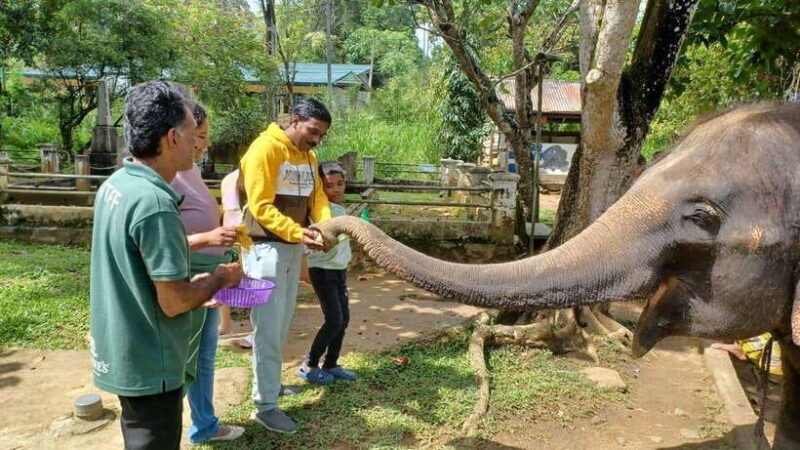 Kandy & Pinnawala & Tea Factory Full Day Tour From Negombo - Optional Attractions and Stops