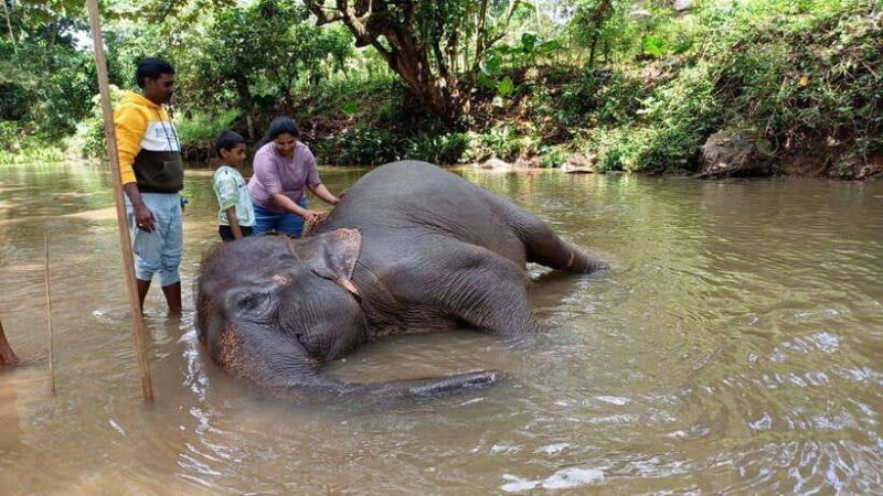 Kandy & Pinnawala & Tea Factory Full Day Tour From Negombo - A Night at the End