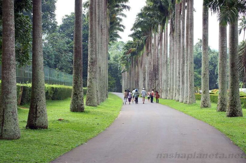 Kandy Private City Tour With Local Guide - Practical Details: Timing, Transportation, and Comfort