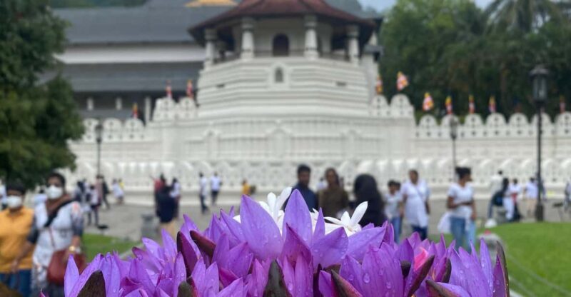 Kandy privet day tour with pinnawala and Tea plantation - The Sum Up: Who Will Love This Tour?