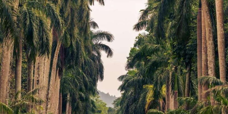 Kandy: Temples, Gardens & Cultural Show City Highlights Tour - Key Points
