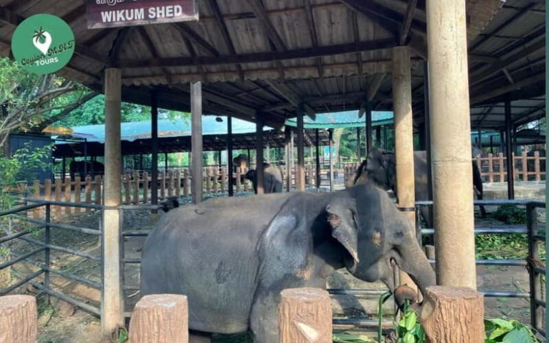 Kandy to Ambuluwawa Tower, Pinnawala, Full Day Tour - FAQ