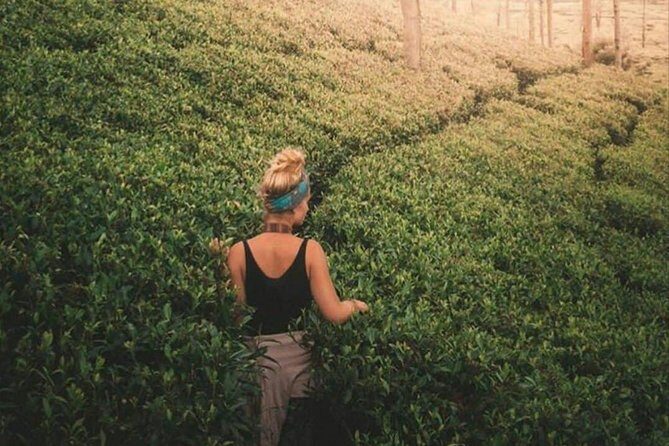 Kandy to Nuwara Eliya Day Tour - FAQ
