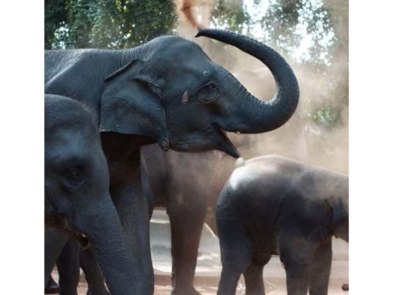 Kandy to Pinnawala Orphanage and Ambuluwawa Guided Day Tours - Key Points