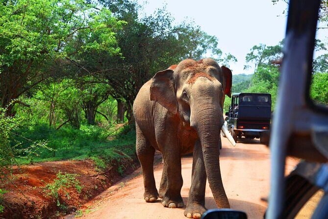 Kandy to Sigiriya and Dambulla Safari Day Tour - Who Should Book This Tour?