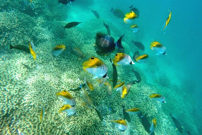Kaneohe Sandbar Snorkeling Tour - 2nd Tour - Authentic Experiences Based on Traveler Feedback