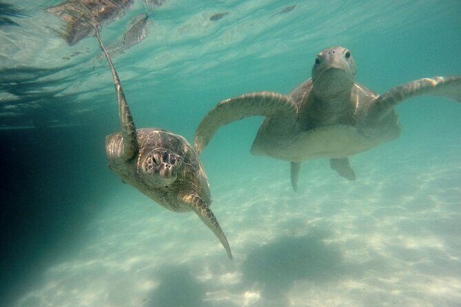 Kaneohe Sandbar Snorkeling Tour - 2nd Tour - The Sum Up: Who Is This Tour Best For?