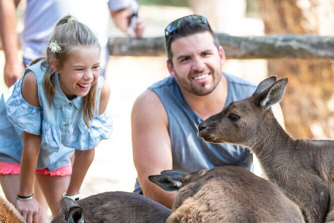 Kangaroo Experience at Healesville Sanctuary - excl. entry - An In-Depth Look at the Kangaroo Experience
