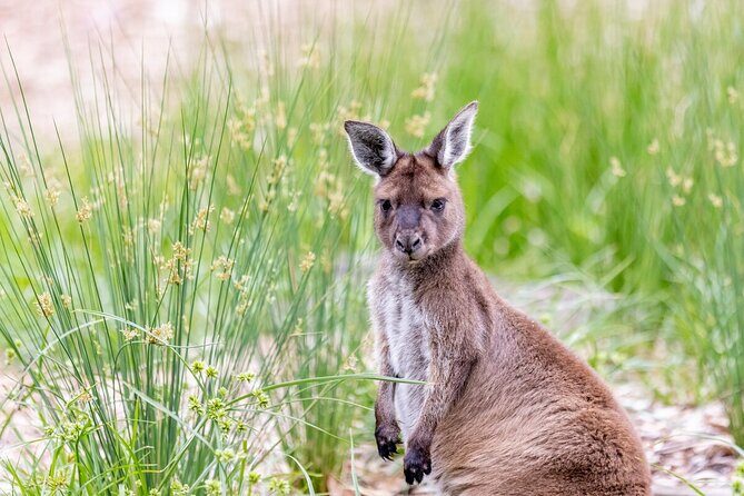 Kangaroo Experience at Melbourne Zoo - excl. entry - What to Expect from the Kangaroo Experience