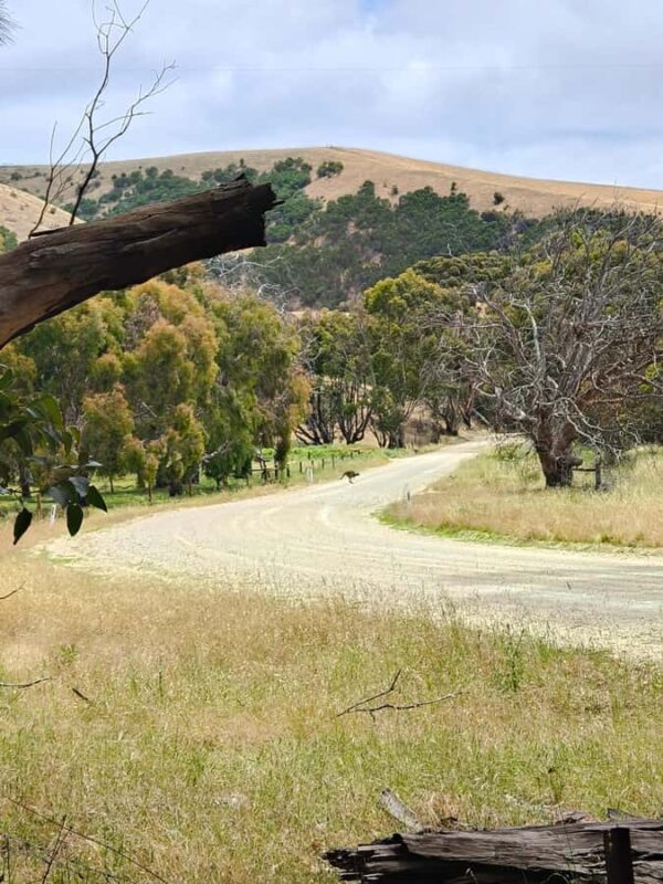 Kangaroo Island: 2 Day Private 4WD Tour with Private Guide - Who Should Consider This Tour?