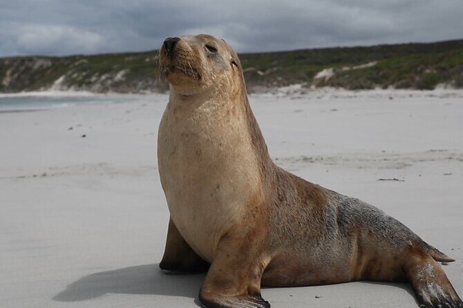 Kangaroo Island 2-Day Wildlife Adventure Small Group tour - Practical Tips for Future Travelers