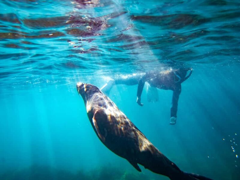 Kangaroo Island: Dolphin, Seal, and Swimming Boat Tour - Key Points