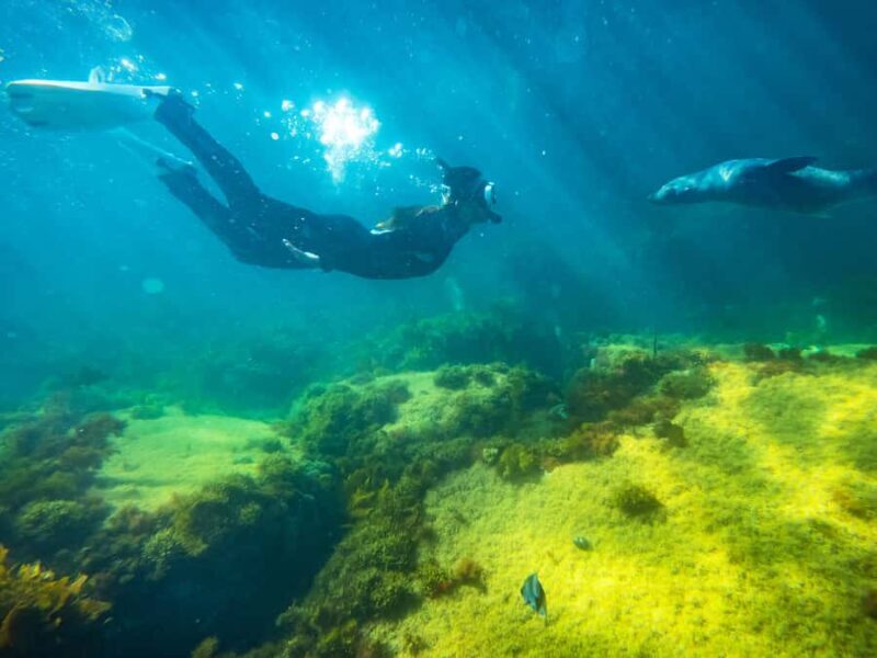 Kangaroo Island: Dolphin, Seal, and Swimming Boat Tour - An Authentic and Scenic Coastal Adventure