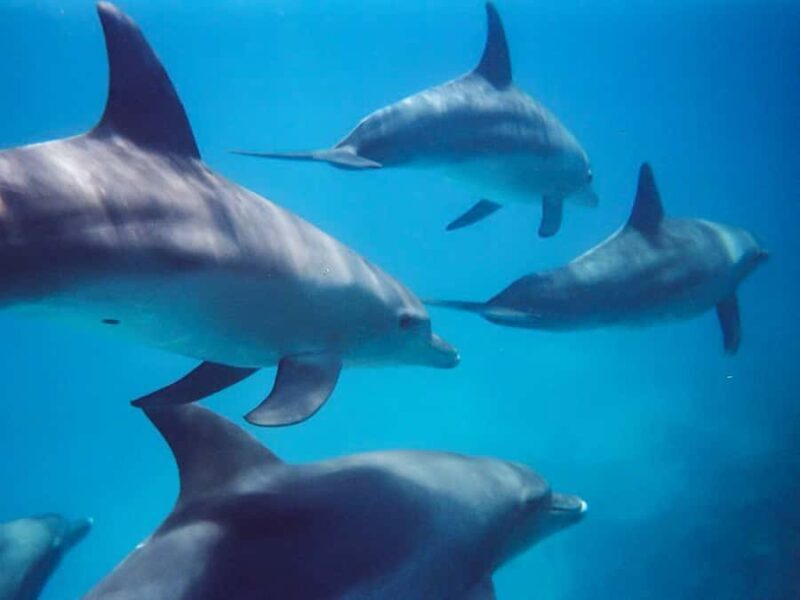 Kangaroo Island: Dolphin, Seal, and Swimming Boat Tour - Authentic Encounters and Feedback