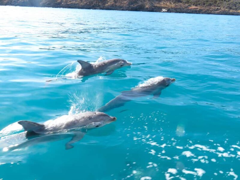 Kangaroo Island: Dolphin, Seal, and Swimming Boat Tour - The Sum Up