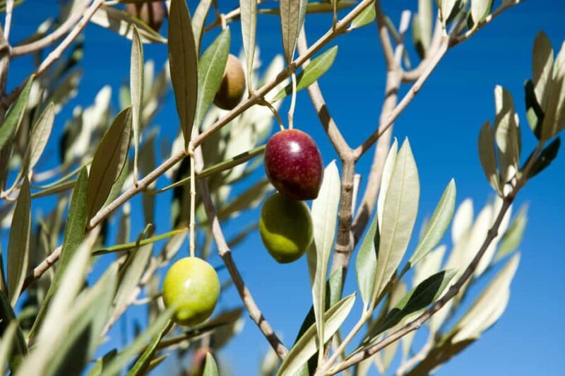 Kangaroo Island: Food and Wine Guided Day Tour - Authentic Experiences That Make the Difference