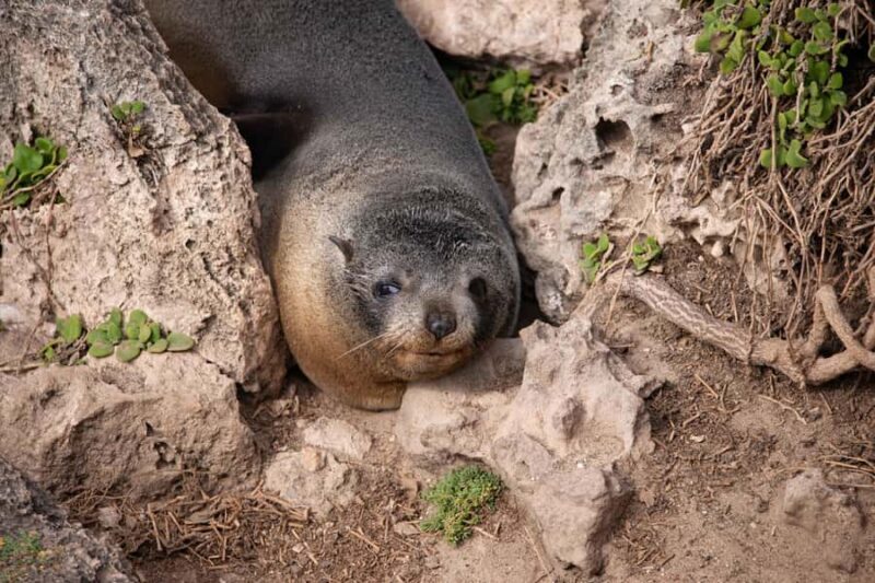 Kangaroo Island: Full Day Guided Flinders Chase Focus Tour - The Sum Up