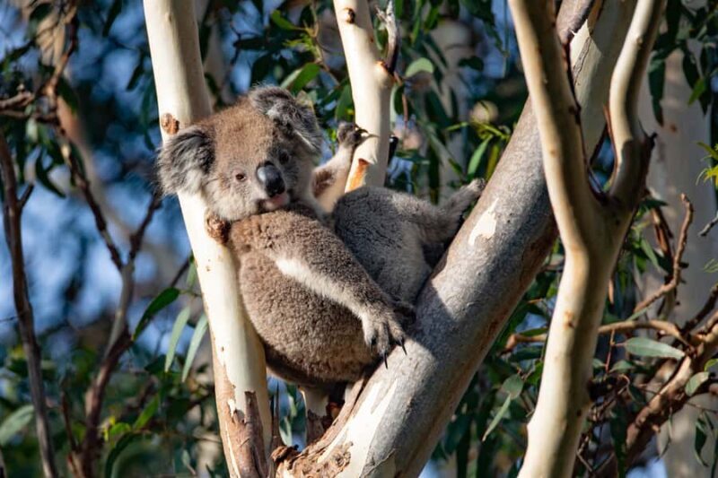 Kangaroo Island: Full-Day Guided Island Life Tour - Key Points