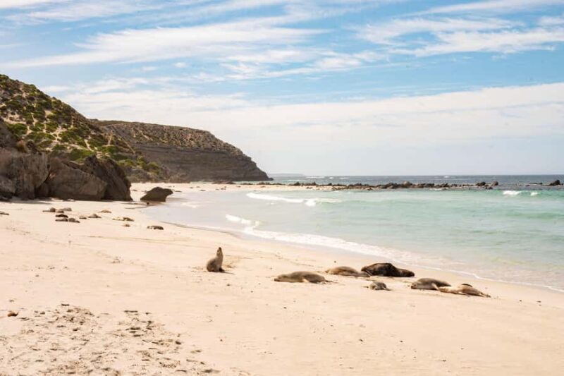 Kangaroo Island: Indigenous Day Tour - Seal Bay Conservation Park: A Closer Look at Sealing Industry and Wildlife
