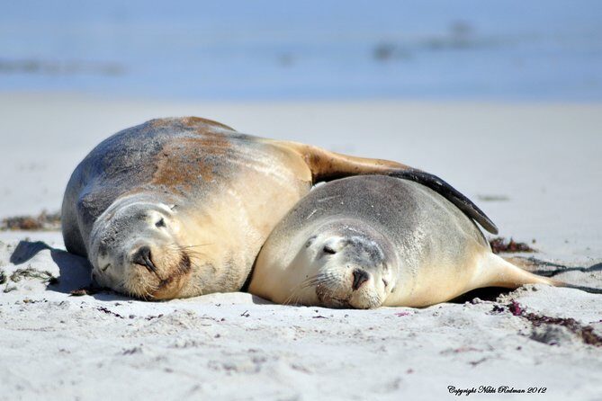 Kangaroo Island Indigenous Tour (1 Day) - Who Is This Tour Best For?