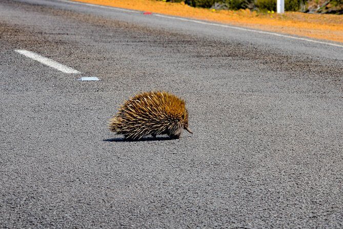 Kangaroo Island Luxury Small Group 'Flinders Chase Focus' Full Day Tour - The Logistics and Overall Value