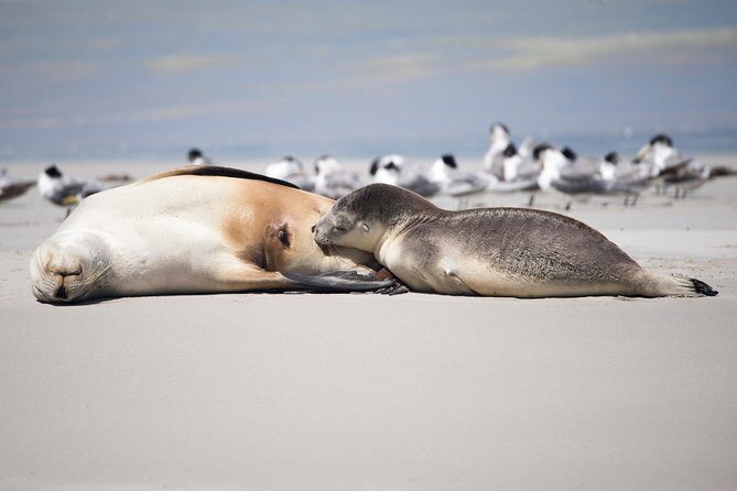 Kangaroo Island Luxury Small Group 'Island Life' Full Day Tour - An In-Depth Look at the Island Life Full Day Tour