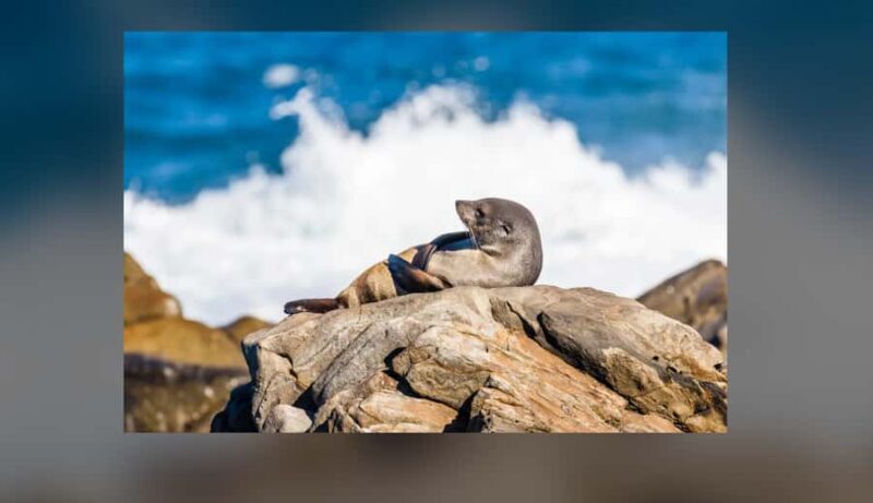Kangaroo Island: Private 4WD Tour with Picnic Lunch - The Practicalities and Value