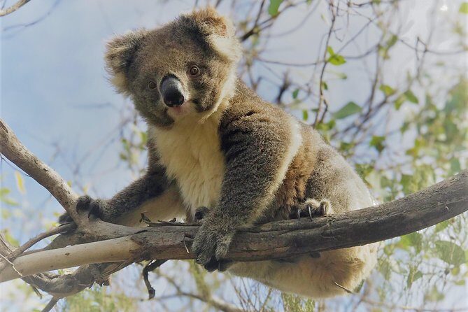 Kangaroo Island Scenic Nature and Wildlife Day Tour - A Detailed Look at the Itinerary
