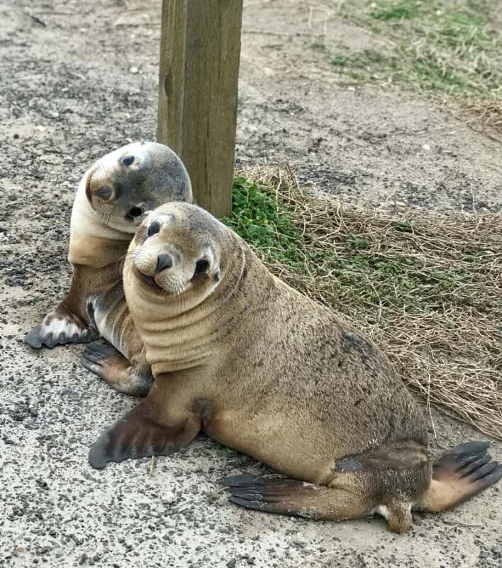 Kangaroo Island: Scenic, Nature & Wildlife Tour - Who Will Love This Tour?